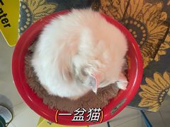 -平行世界·猫咖(首经贸店)
