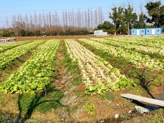 -上海长兴岛郊野公园
