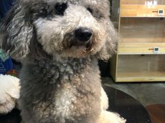 -more than meow吴止猫主题餐厅(承德 中船汇店)