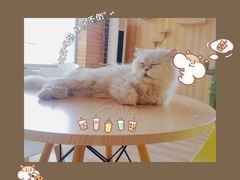 -猫的茶·猫咖