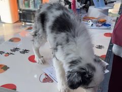 -芭比堂动物医院·CT·微创中心(新顺分院)