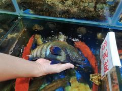 -三亚新鸿港水果一级批发市场