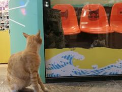 -猫咪博物馆(顶澳仔猫街店)