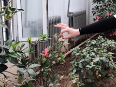 -石家庄市植物园