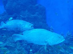 -成都浩海立方海洋公园