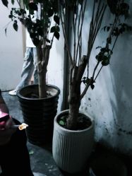 点击看大图 -魔型社烫染店