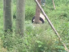 -中国大熊猫保护研究中心雅安碧峰峡基地