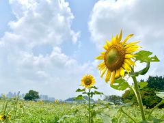 -光明小镇欢乐田园