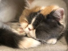 -平行世界·猫咖(首经贸店)