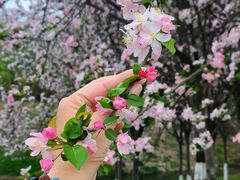 -两河城市森林公园