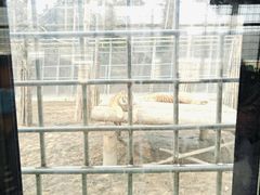 -横道河子东北虎林园
