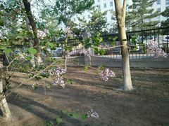 android_upload_pic-辽宁大学(崇山校区)