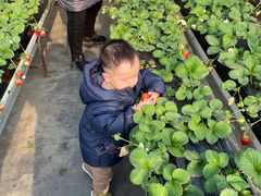 -甜心庄园·甜心草莓采摘园(西青中北店)