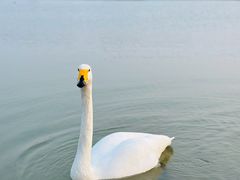 -盐城丹顶鹤湿地生态旅游区