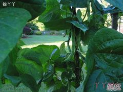 长缸豆-丫丫蟹庄·苏式园林农家乐·阳澄湖大闸蟹(阳澄湖莲花岛店)