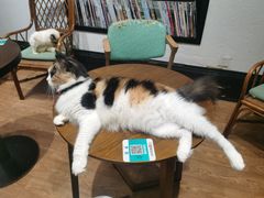 -猫色咖啡·猫咖
