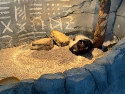 -Zoolung Zoolung动物主题公园(海信广场店)