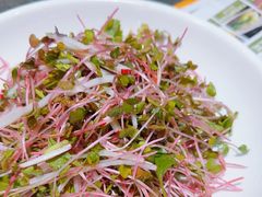 香菜萝卜苗-老绥元烧麦·家常菜(如意店)