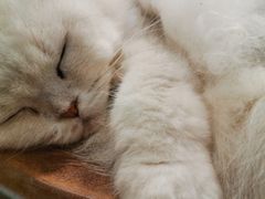 -more than meow吴止猫主题餐厅(承德 中船汇店)