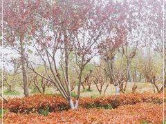 -商丘市人民公园