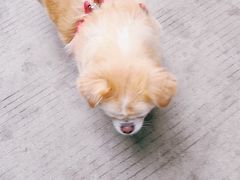 -瑞鹏宠物医院·微创内窥镜·骨外科·牙科(翠竹分院)