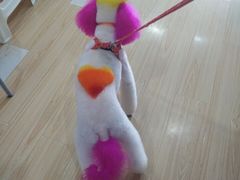 -家有小宠宠物美容(双楠街店)