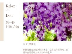 -嘉定紫藤园