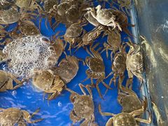 -阳澄湖大闸蟹·琼灵阁牌品牌连锁(吴中总店)