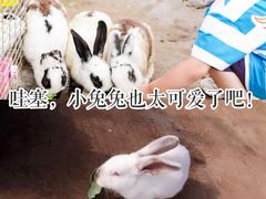 -前小桔亲子创意农场·草莓采摘·露营烧烤