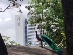 -深圳野生动物园
