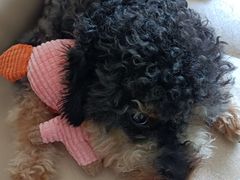 -芭比堂动物医院广州顽皮分院