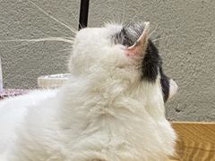 -藏猫猫咖啡主题馆(中央大道店)