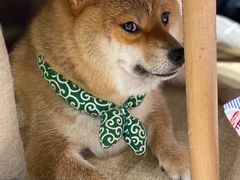 -逗柴咖啡屋·狗咖猫咖宠物桌游