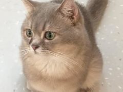 -小小班私人影院·猫咖(万达茂广场店)