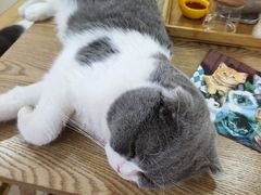 -李小姐の猫咖啡馆(五角场店)