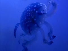 -常州海昌海洋探索馆