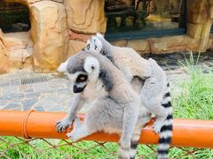 -北京野生动物园