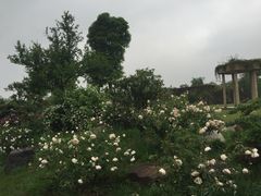 -鹅湖玫瑰文化园