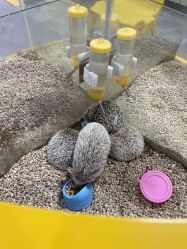 -神奇动物撸宠馆·羊驼·小浣熊·异宠(豫园店)