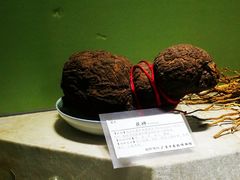 -广东中医药博物馆