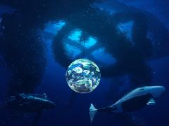 演出-上海海昌海洋公园