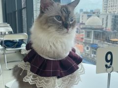 -怪兽屋·羊驼·猫咖·狗咖(俊华广场店)