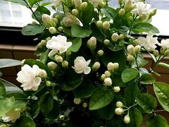 -秦美花卉(天朗·莱茵小城2期店)