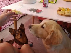 -百好乐宠物友好餐厅(朝外大街店)