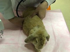 -北京观赏动物医院·24小时大型综合·猫专科·异宠专科