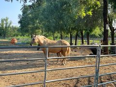 -北京群众马术培训基地