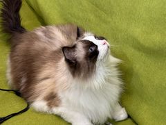 -青奢宠物·青奢猫舍