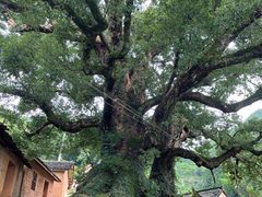 -杨家堂村
