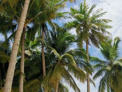 -东郊椰林