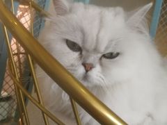 -喵屿·大理花园猫咖